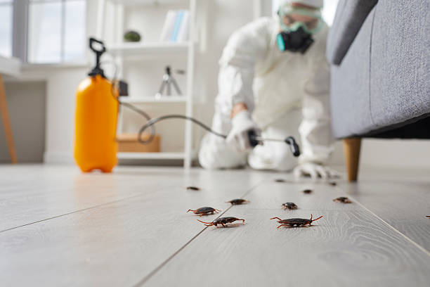 Trusted Cockroach Control service in Woodstock, IL - Nex Pest Control